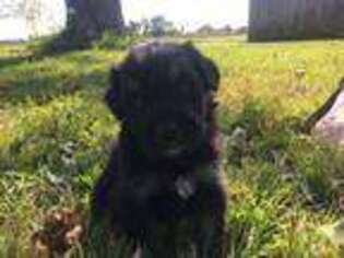 Mutt Puppy for sale in Hillsboro, OH, USA
