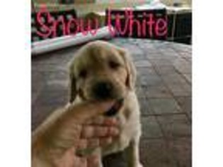 Goldendoodle Puppy for sale in Thonotosassa, FL, USA