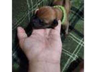 Rhodesian Ridgeback Puppy for sale in Hollywood, SC, USA
