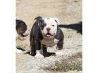 Bulldog Puppy for sale in Lexington, OK, USA