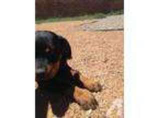 Rottweiler Puppy for sale in ALBUQUERQUE, NM, USA