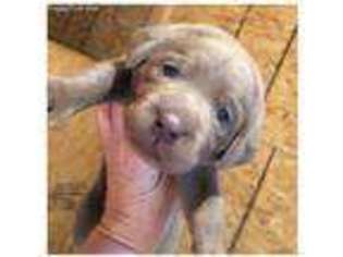 Labrador Retriever Puppy for sale in Burnet, TX, USA