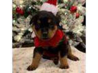 Rottweiler Puppy for sale in Florissant, CO, USA