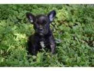 French Bulldog Puppy for sale in Dalton, GA, USA