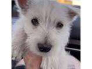 West Highland White Terrier Puppy for sale in Phoenix, AZ, USA