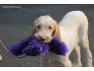 Spinone Italiano Puppy for sale in Thompson Falls, MT, USA