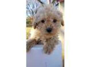 Labradoodle Puppy for sale in Bartlesville, OK, USA