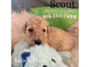 Goldendoodle Puppy for sale in Gulf Breeze, FL, USA