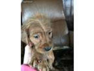 Golden Retriever Puppy for sale in Mitchell, IN, USA