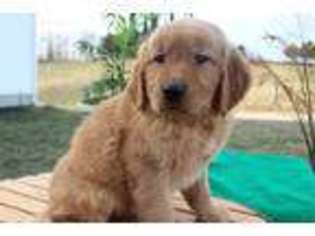 Golden Retriever Puppy for sale in Newcomerstown, OH, USA