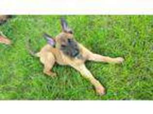 Belgian Malinois Puppy for sale in Springfield, IL, USA