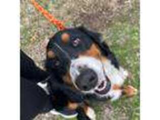 Bernese Mountain Dog Puppy for sale in Chouteau, OK, USA