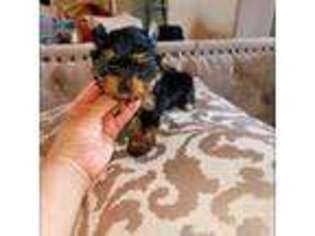 Yorkshire Terrier Puppy for sale in Rockwall, TX, USA