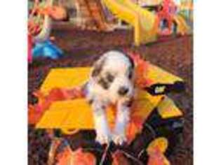 Miniature Australian Shepherd Puppy for sale in Marysville, WA, USA