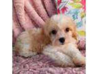 Cavachon Puppy for sale in Morrilton, AR, USA