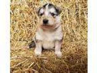 Alaskan Malamute Puppy for sale in Bushnell, IL, USA