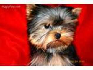 Yorkshire Terrier Puppy for sale in Belgrade, MT, USA