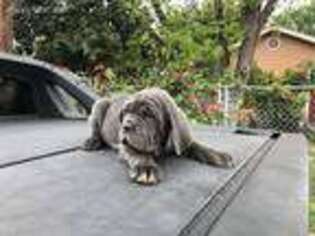 Neapolitan Mastiff Puppy for sale in San Antonio, TX, USA