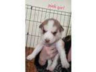 Siberian Husky Puppy for sale in Gansevoort, NY, USA