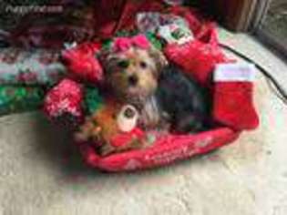 Yorkshire Terrier Puppy for sale in San Antonio, TX, USA