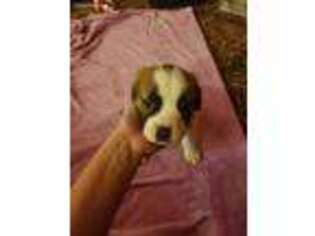 Saint Bernard Puppy for sale in Helena, MT, USA