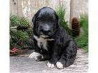 Portuguese Water Dog Puppy for sale in Kingston, MO, USA