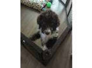 Mutt Puppy for sale in Bluffton, SC, USA