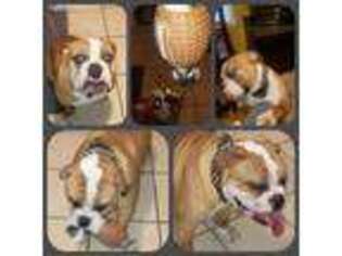 Olde English Bulldogge Puppy for sale in Junction City, KS, USA