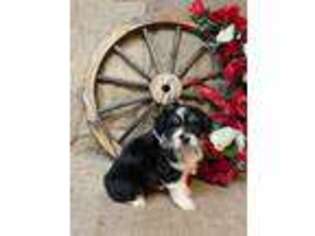 Miniature Australian Shepherd Puppy for sale in Kalama, WA, USA