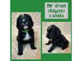 Mutt Puppy for sale in Holly, MI, USA