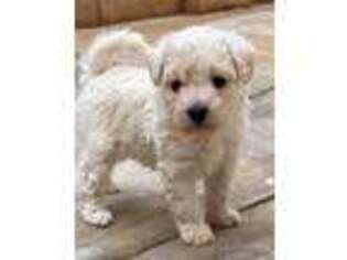 Maltese Puppy for sale in Henderson, NV, USA