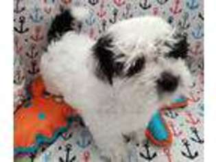 Havanese Puppy for sale in Fresno, CA, USA