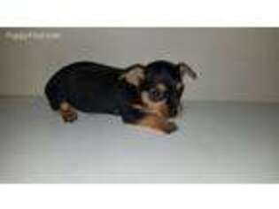 Chorkie Puppy for sale in Beaverton, OR, USA
