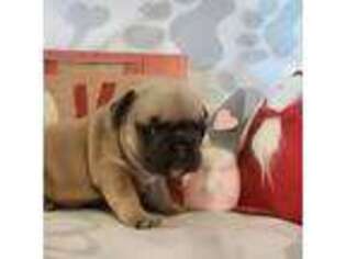 French Bulldog Puppy for sale in Hartman, AR, USA