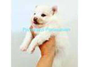 Pomeranian Puppy for sale in Wayne, IL, USA