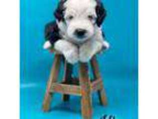Mutt Puppy for sale in Live Oak, CA, USA