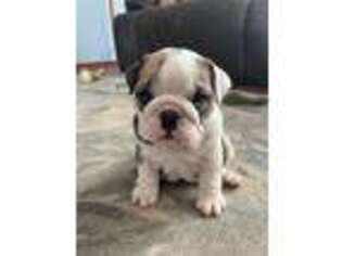 Bulldog Puppy for sale in Cheyenne, WY, USA