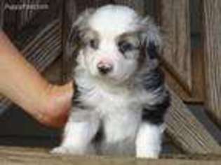 Miniature Australian Shepherd Puppy for sale in Lynn, IN, USA