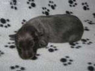 Border Collie Puppy for sale in Hemlock, MI, USA