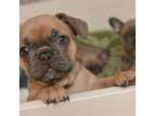 French Bulldog Puppy for sale in Pineville, LA, USA