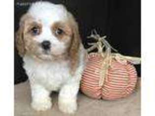 Cavapoo Puppy for sale in Blountville, TN, USA