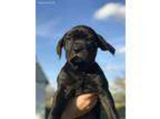 Cane Corso Puppy for sale in Plant City, FL, USA