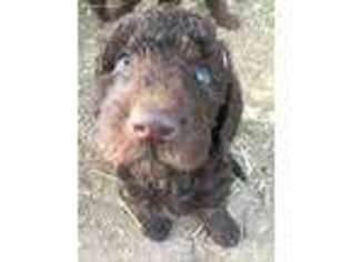 Labradoodle Puppy for sale in Greenville, SC, USA
