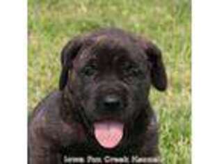 Mastiff Puppy for sale in Unionville, IA, USA