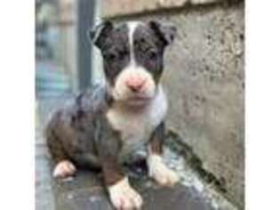 Bull Terrier Puppy for sale in Buffalo, NY, USA