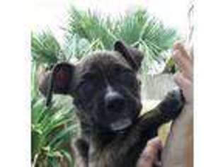 Mutt Puppy for sale in Jacksonville Beach, FL, USA