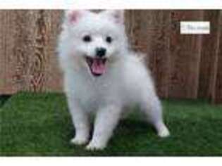American Eskimo Dog Puppy for sale in Fort Wayne, IN, USA