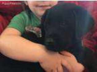 Labrador Retriever Puppy for sale in Alvarado, TX, USA
