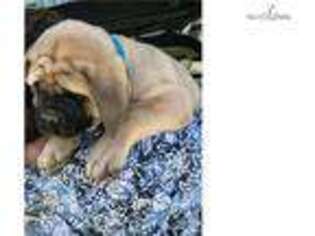 Mastiff Puppy for sale in Knoxville, TN, USA