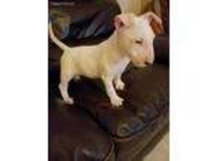 Bull Terrier Puppy for sale in Humble, TX, USA